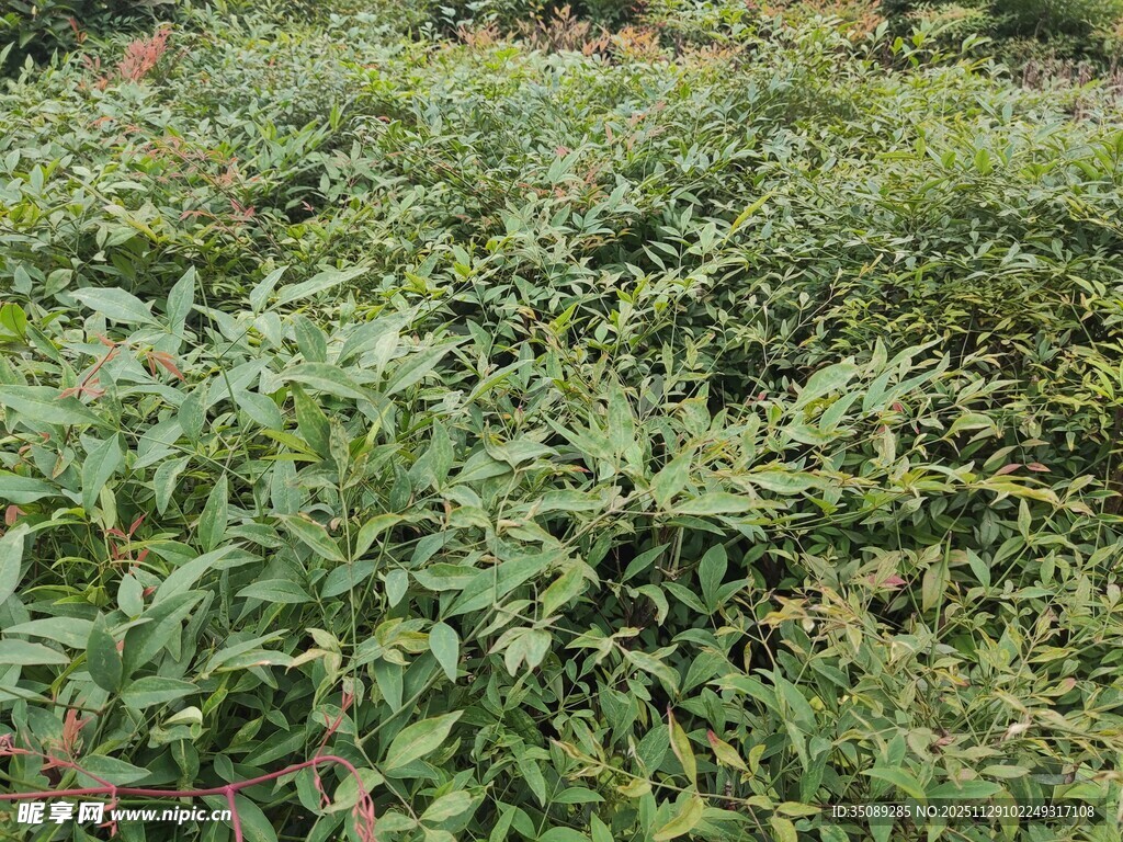 绿叶繁茂的植物景观