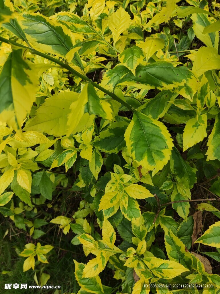 黄绿相间的斑斓叶片植物