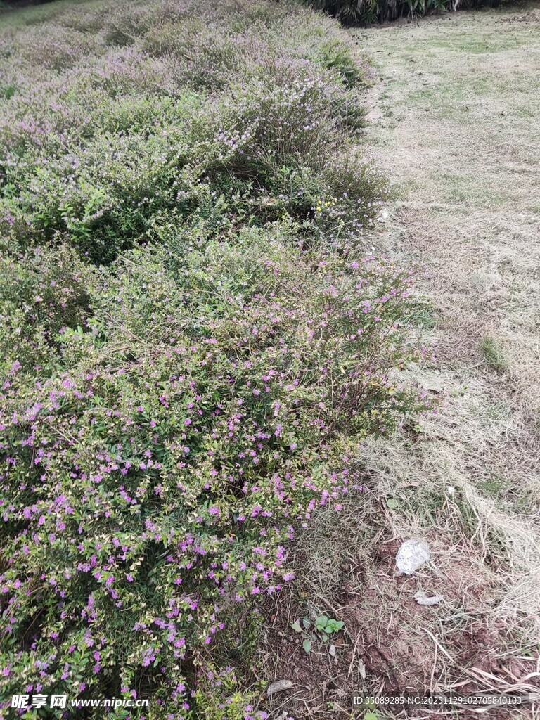 野外丛生灌木景象