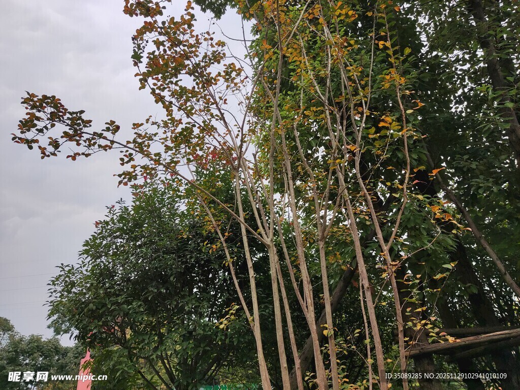 挺拔树木展现自然生机