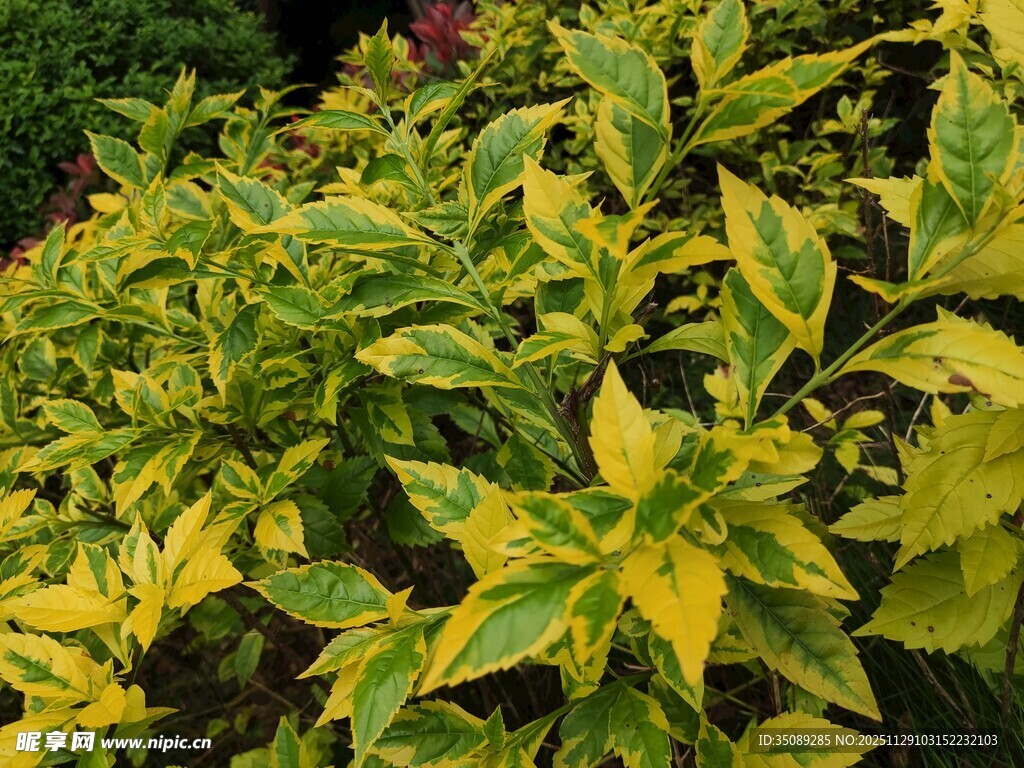 黄绿相间的斑斓彩叶植物