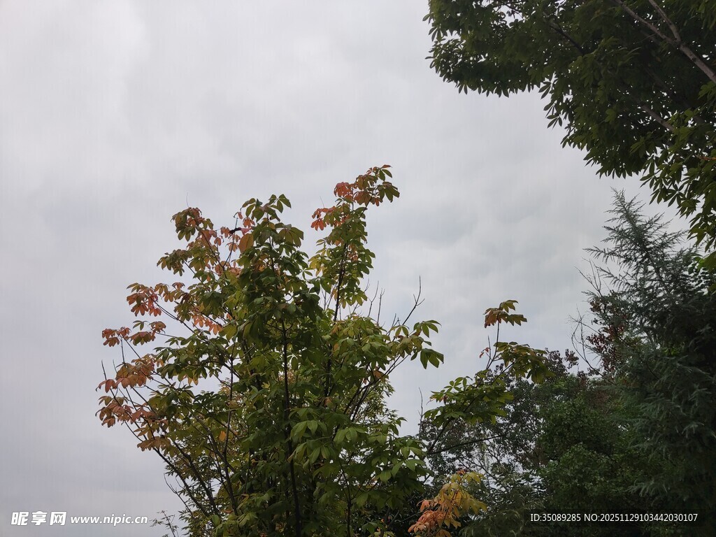 秋日树梢花叶映灰空