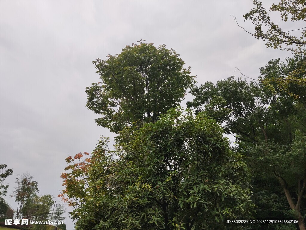 繁茂绿树映衬灰蒙天空
