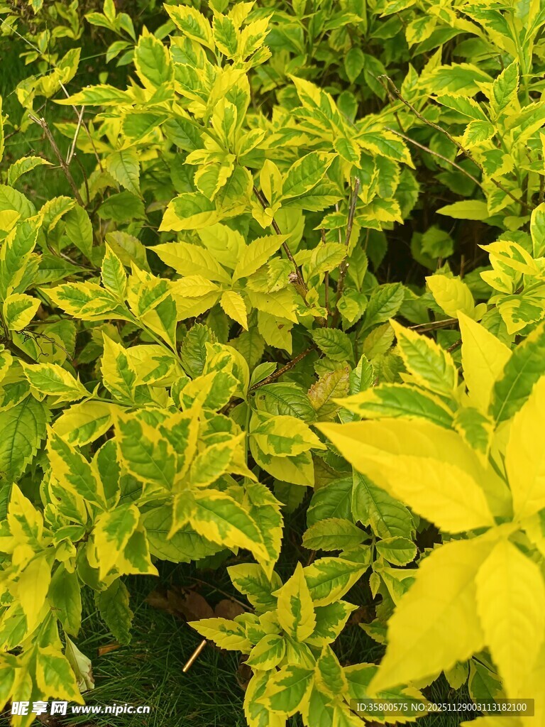 黄绿相间斑斓植物叶片