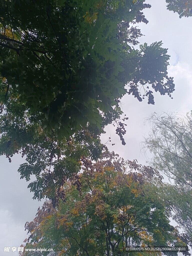 仰视秋日多彩树木景观