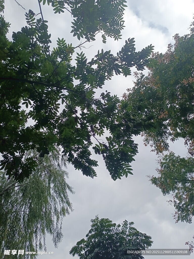 仰视繁茂绿树与天空