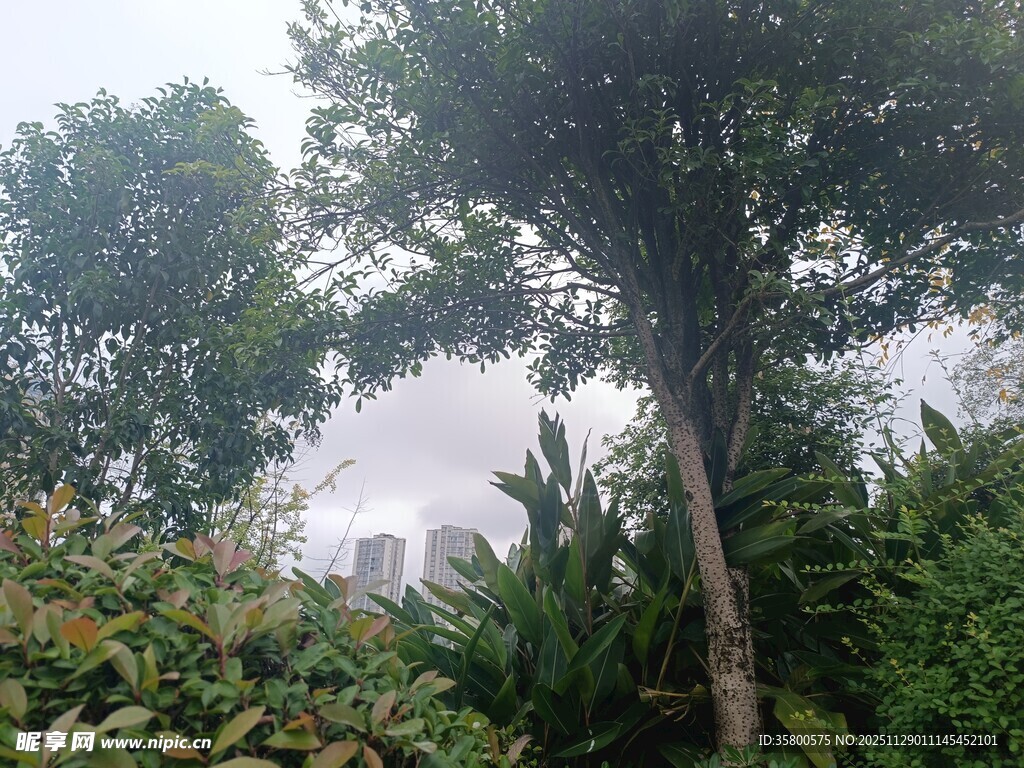 雾中树林与隐约建筑