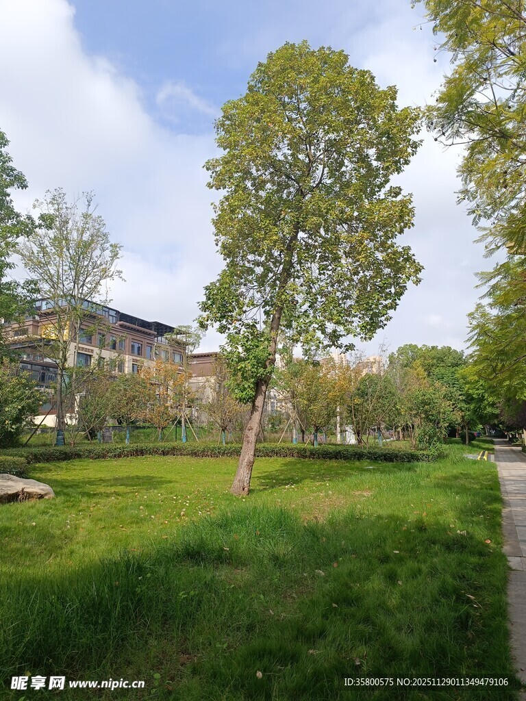 绿意盎然的户外园林景观