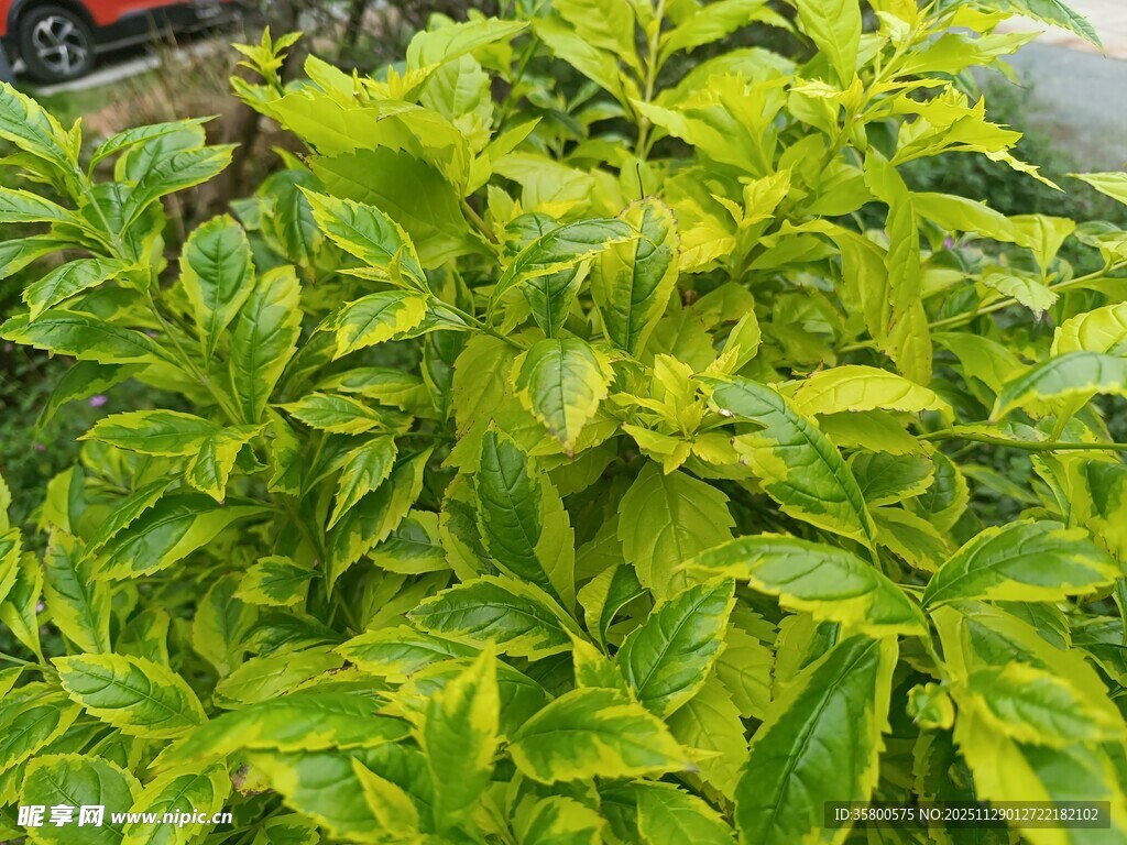 黄绿相间的多彩叶片植物