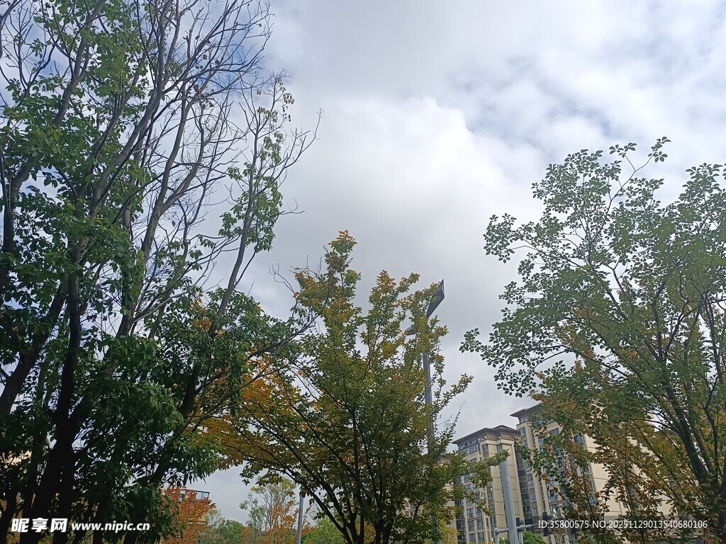 秋日树林中的树木景观