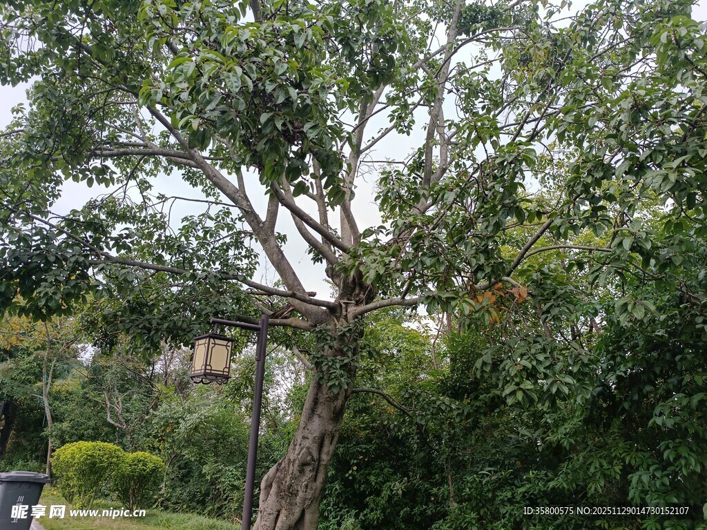庭院中繁茂的大树
