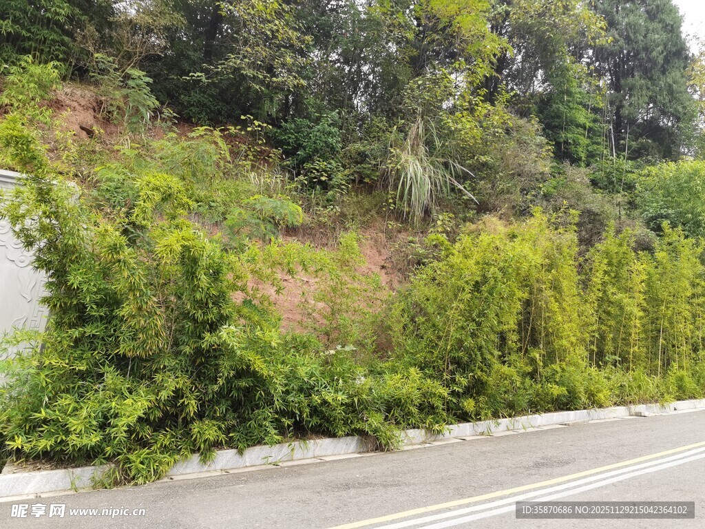 路边繁茂绿植景观