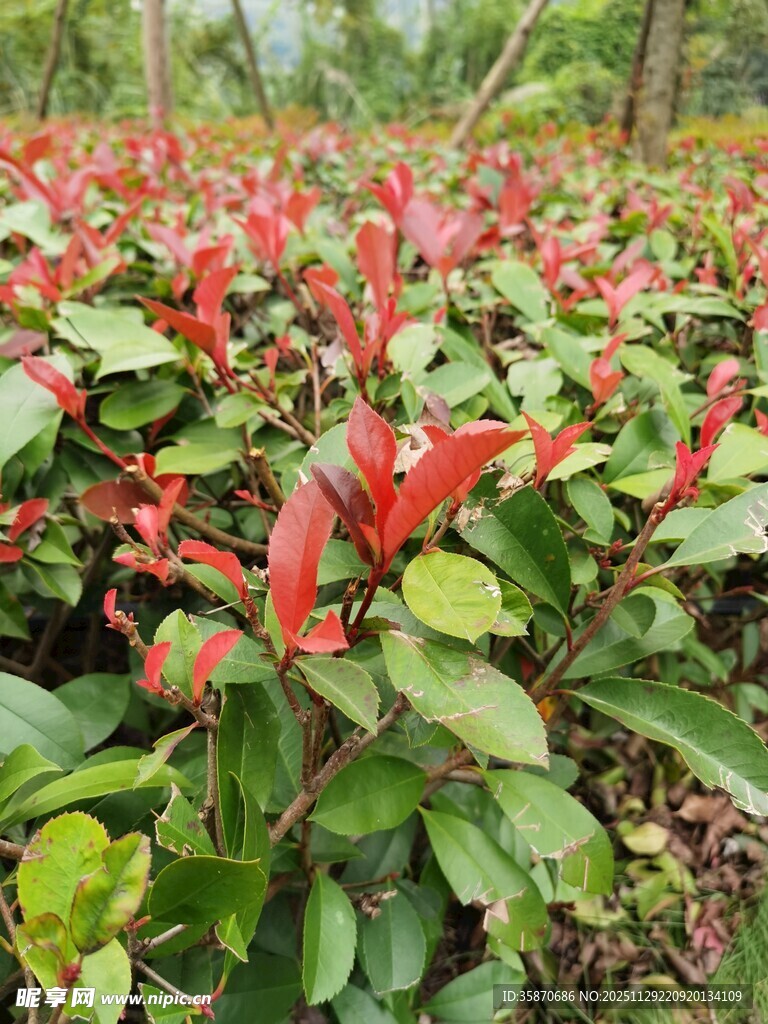 鲜艳红苞花绽放绿意间