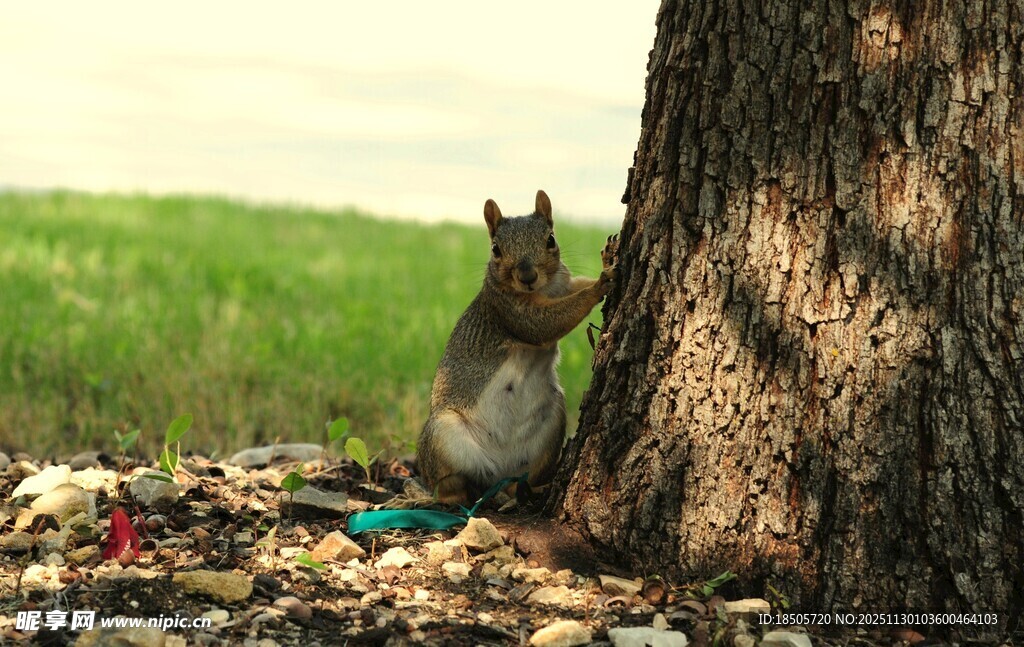 树下松鼠与周边杂物
