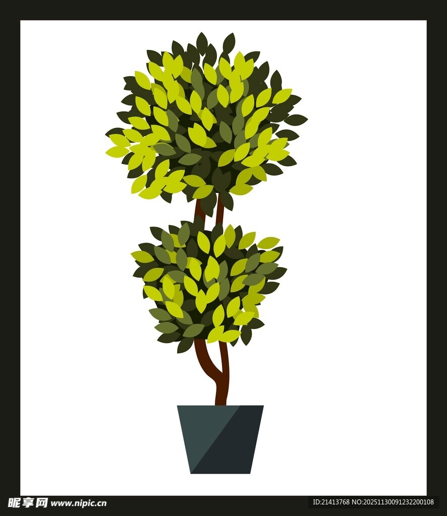 双球造型盆栽植物