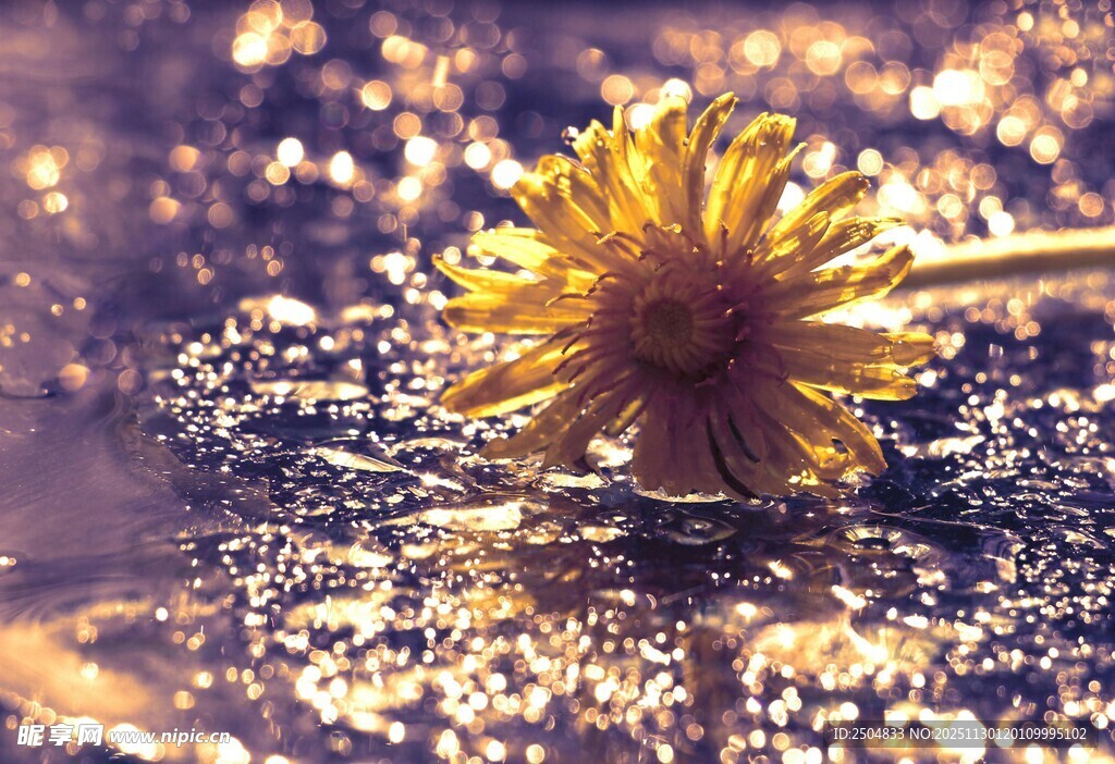 阳光下的孤独蒲公英