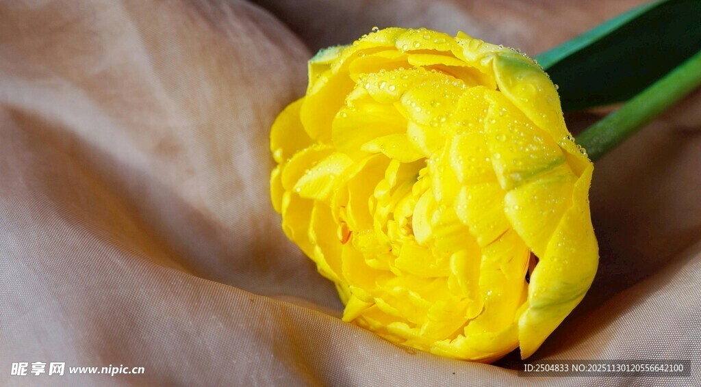 黄色毛茛花特写