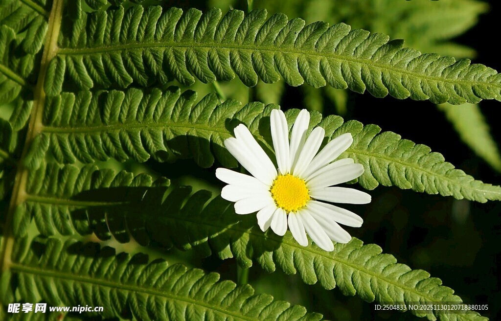 绿叶间的素雅小雏菊