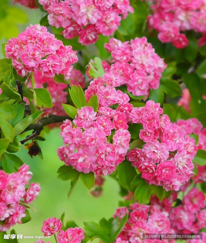 娇艳粉色花朵绽放