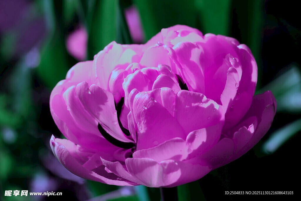 娇艳紫色郁金香绽放