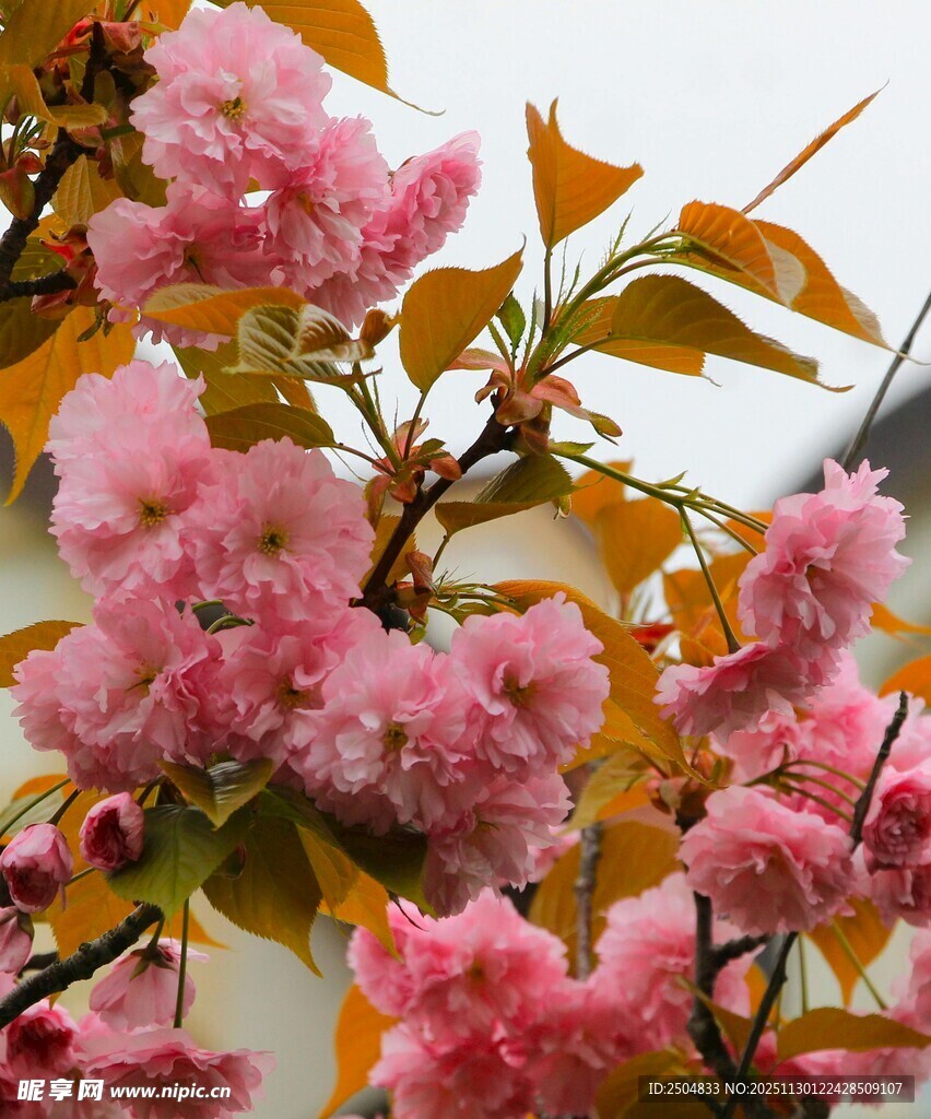 娇艳绽放的粉色樱花