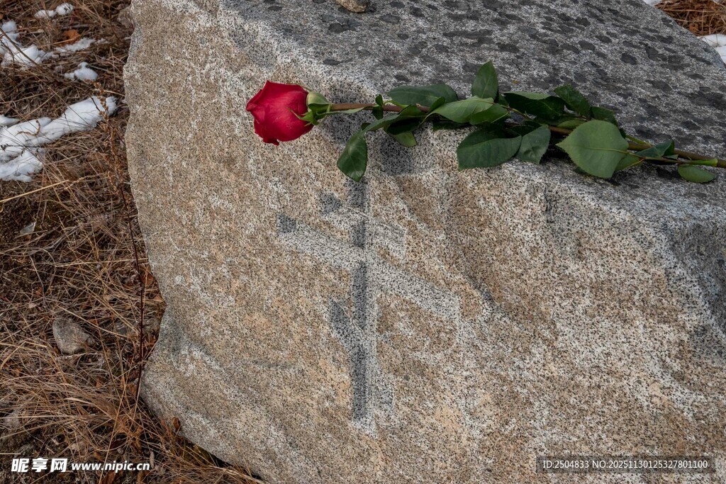 石上红玫瑰 静美且孤寂