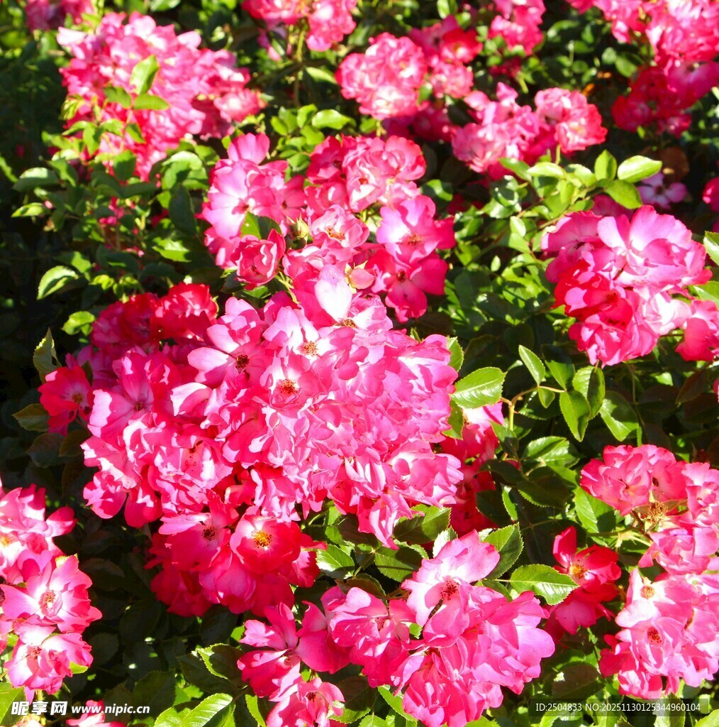 艳丽盛开的粉色花卉