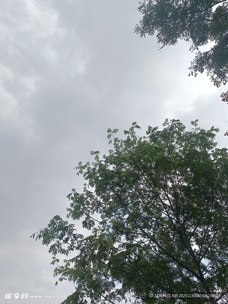 天空下的繁茂绿树