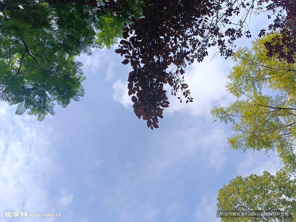 仰望天空下的多彩树冠