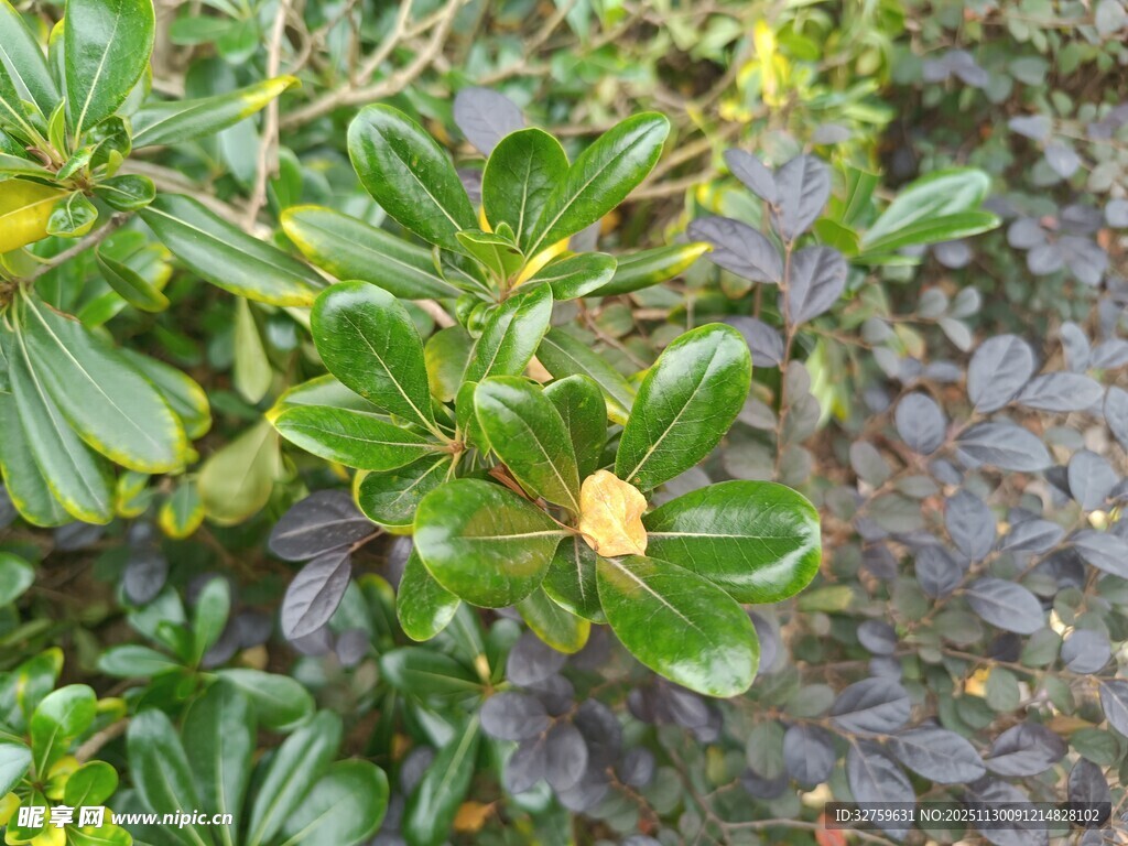 绿叶黄花植物特写