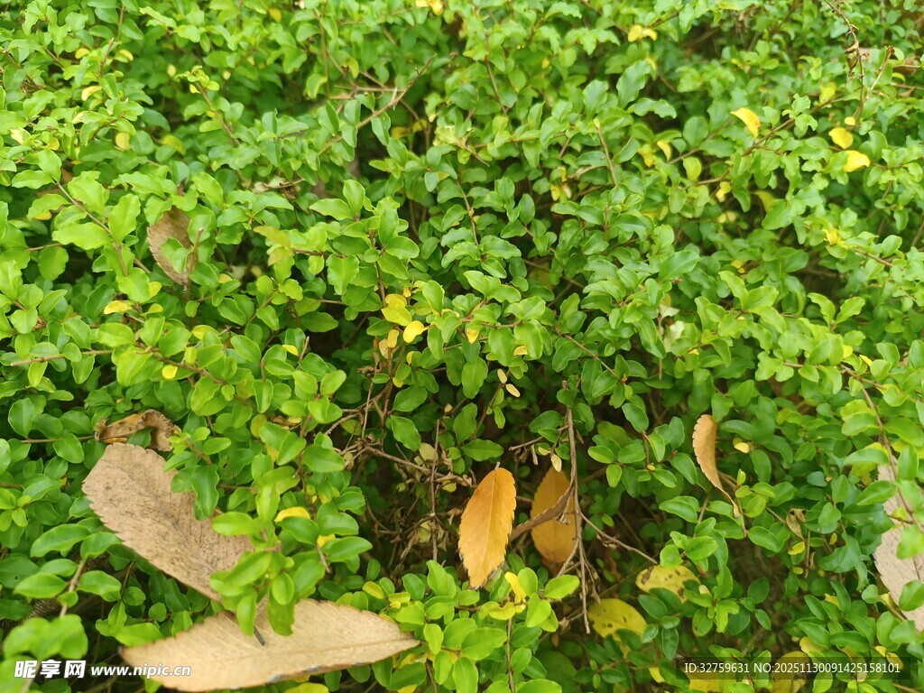 翠绿植物间的枯黄落叶