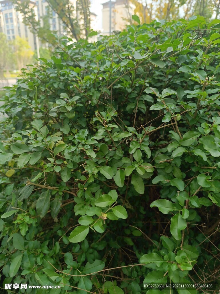 茂盛绿植景观