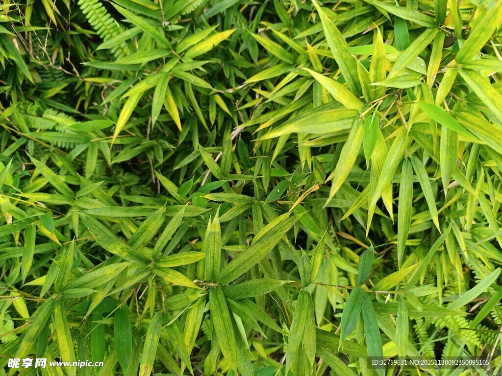 翠绿繁茂的植物叶片