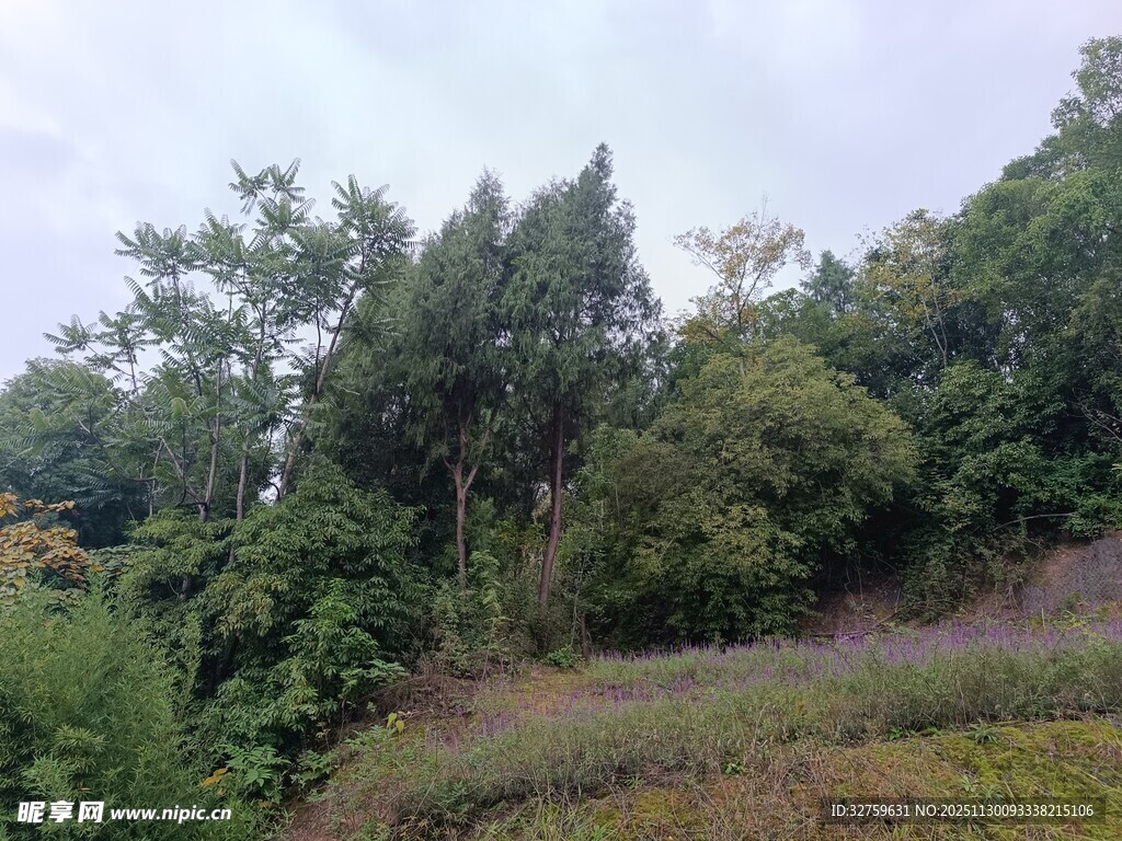 山林中的繁茂植被景观