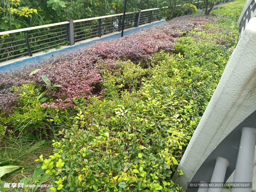 高架桥上的繁茂绿植