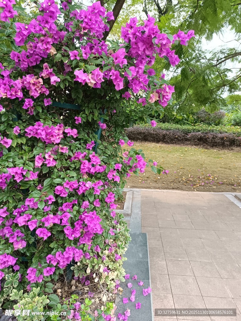 绽放的紫色三角梅景观