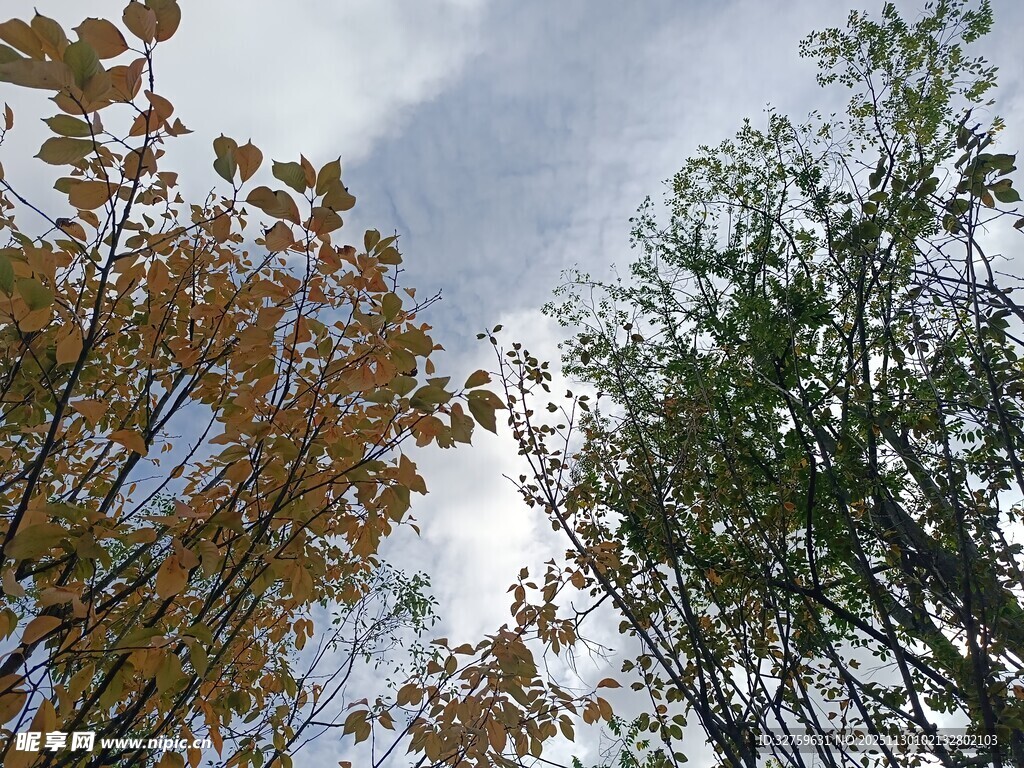 秋日树林仰视风景