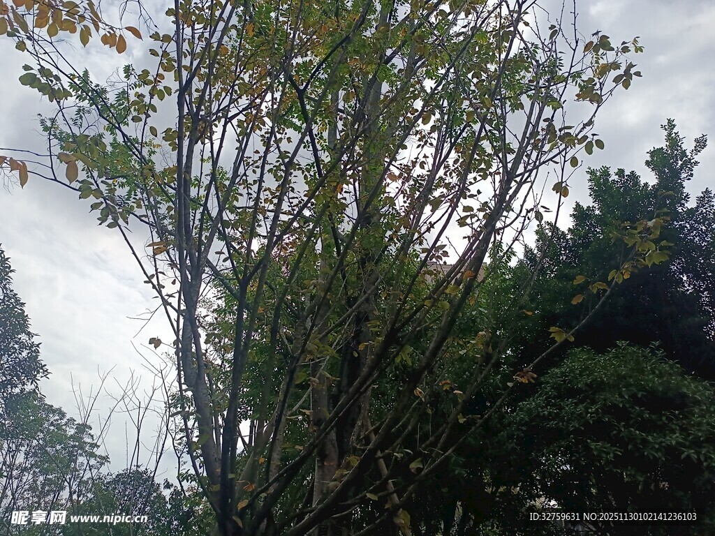 茂密树林中的繁茂树木