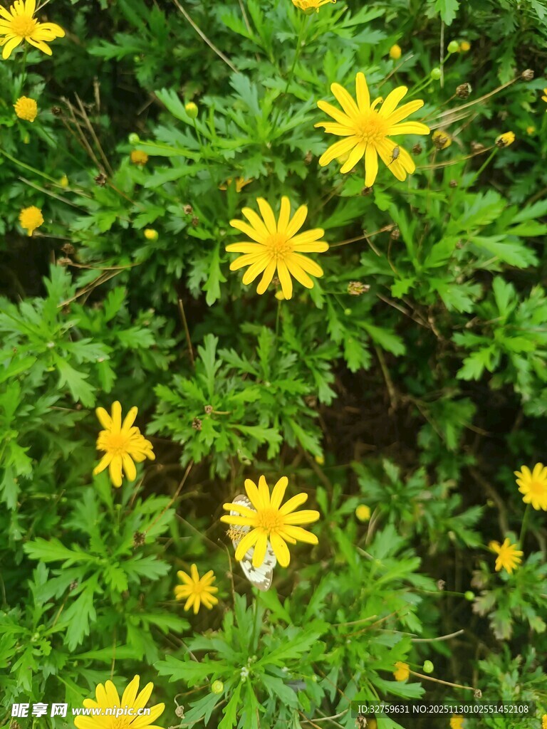 黄色小花绽放于绿叶间