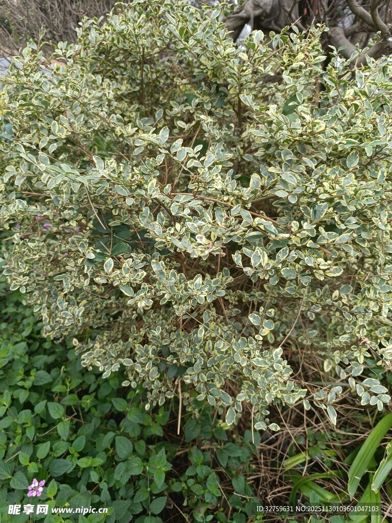 银叶灌木植物特写