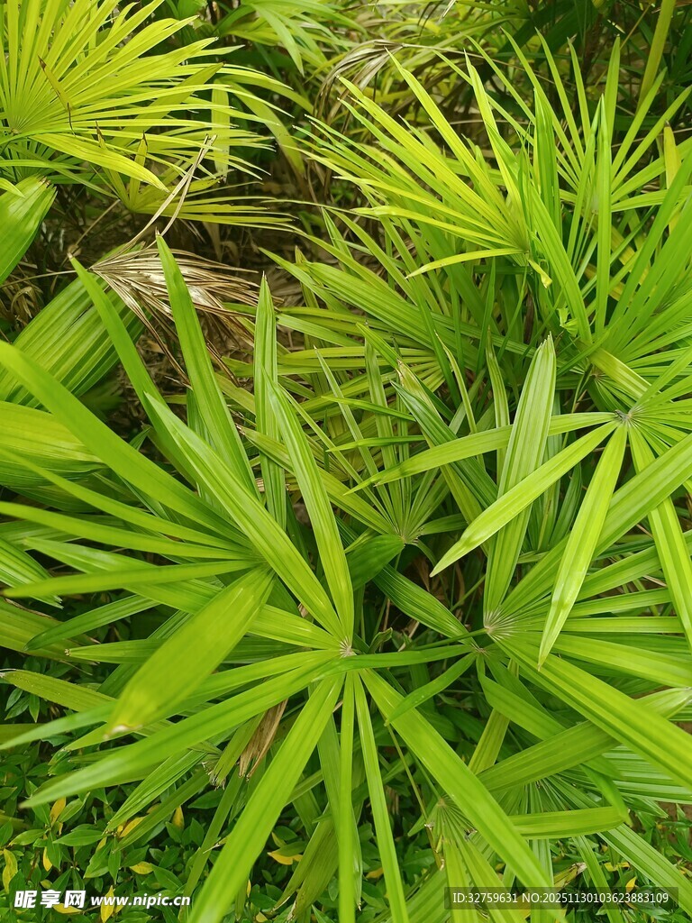 翠绿丛生的热带植物