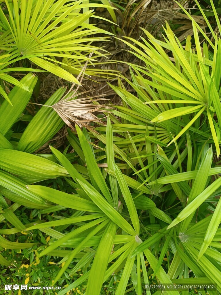 翠绿蒲葵叶间的隐秘角落