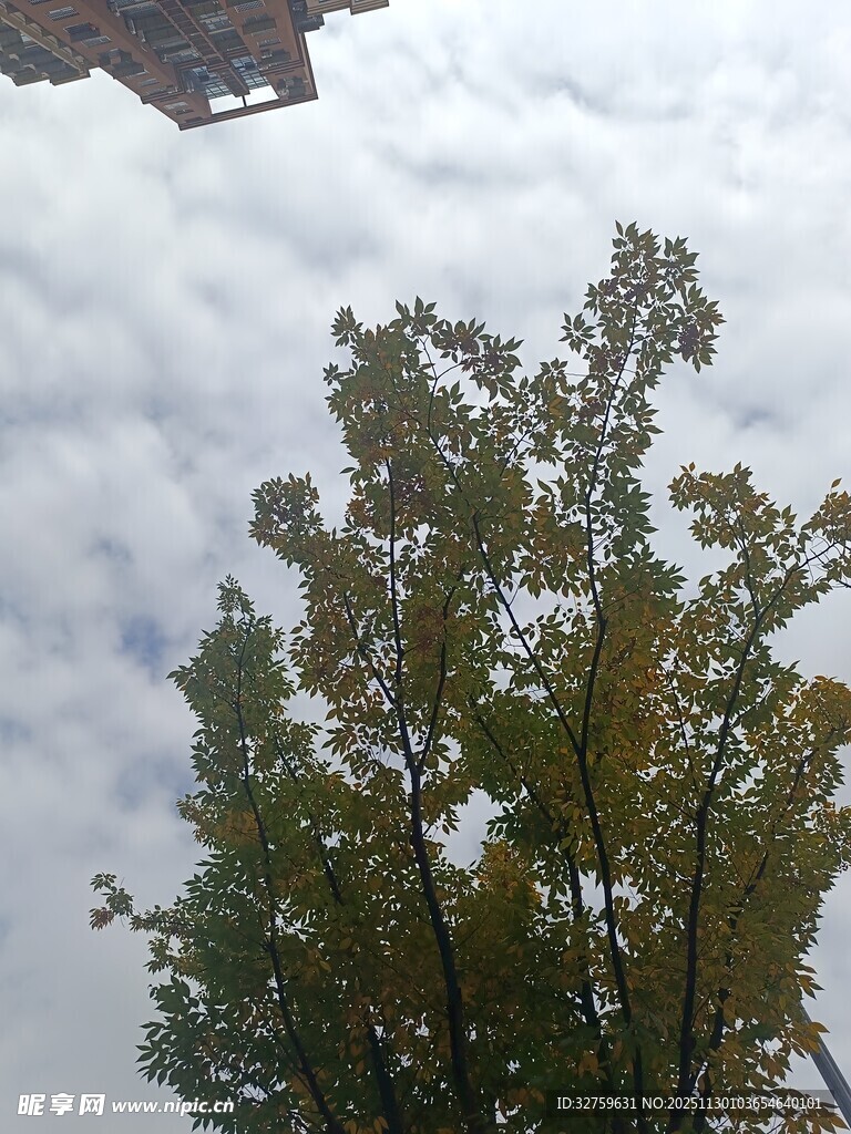 仰望天空中的树木与云朵