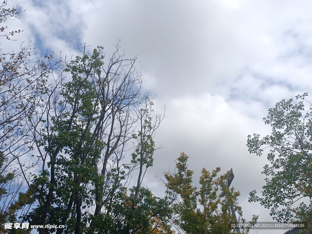 秋日树林上空的多云景象