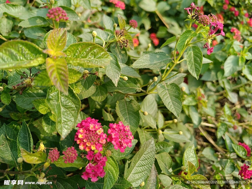 鲜艳多彩的花丛景观