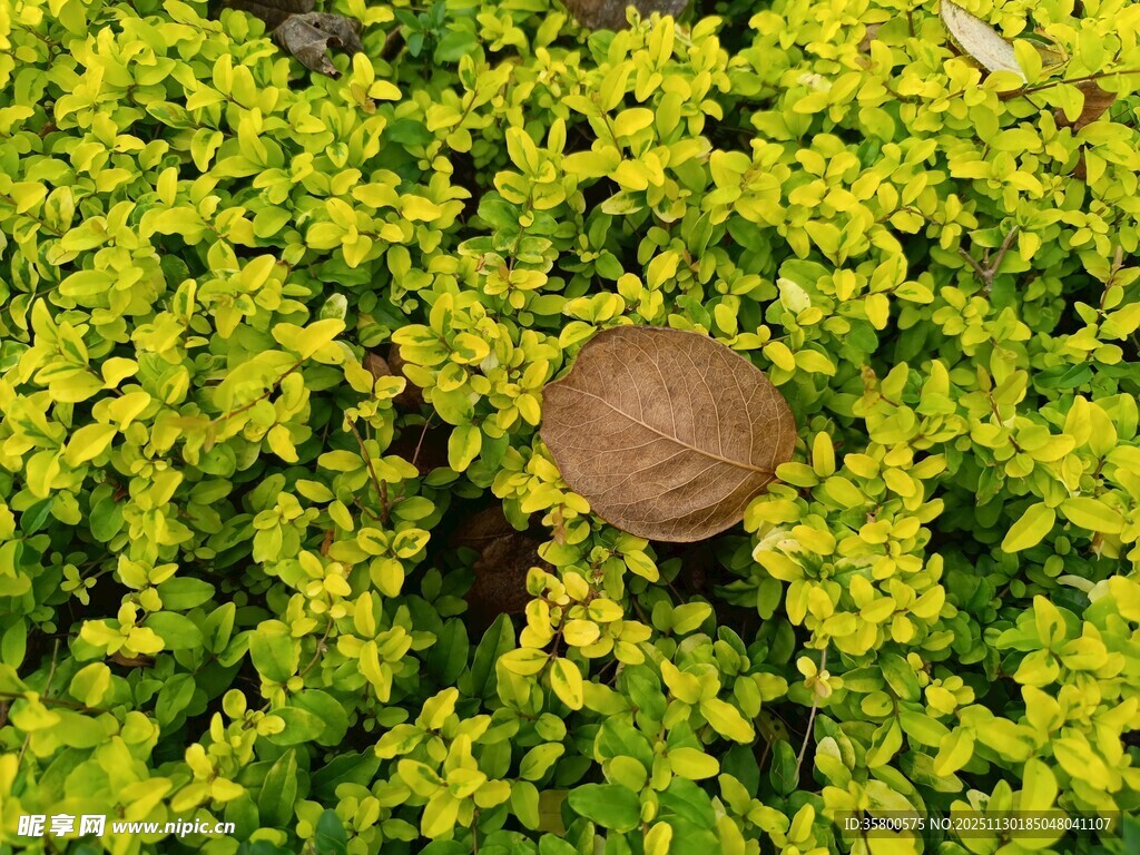 绿叶丛中的棕色蘑菇