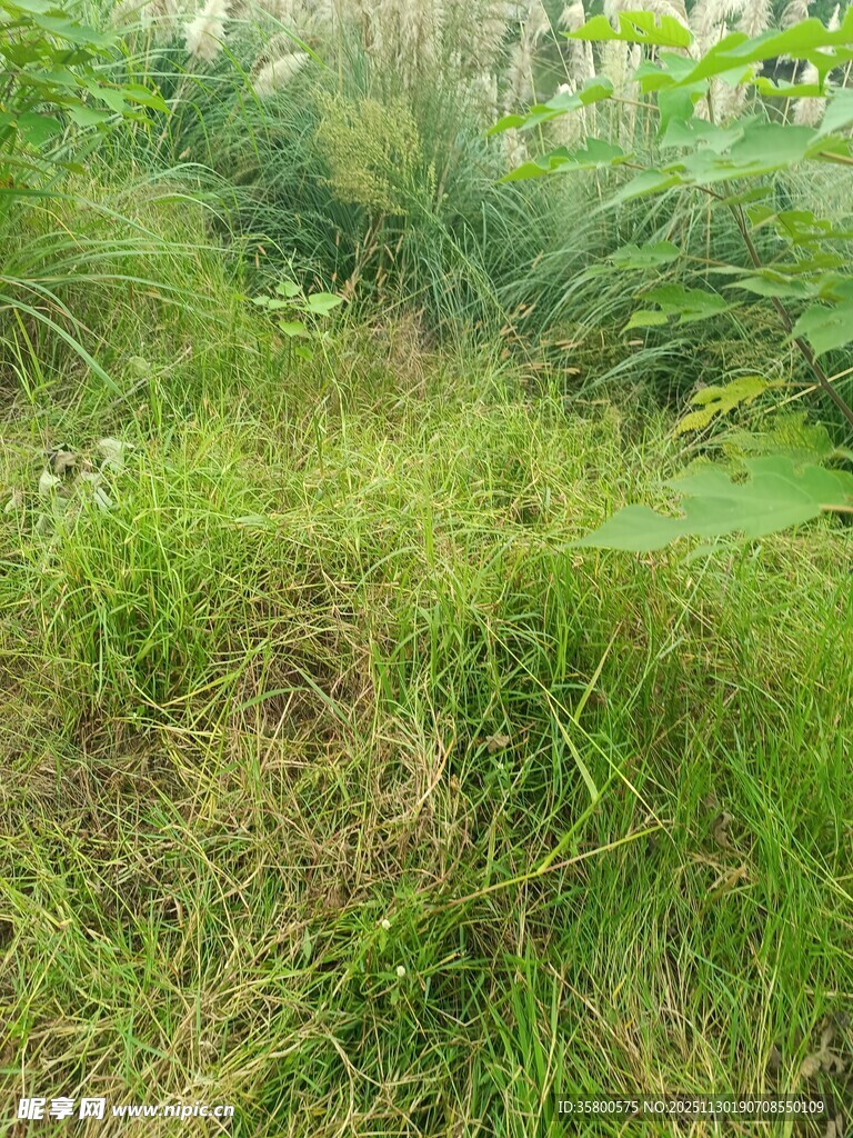 野外繁茂的绿色草丛