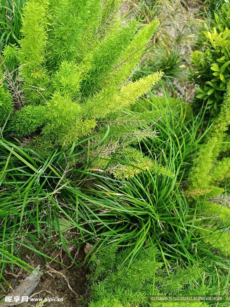 翠绿丛生的清新植物