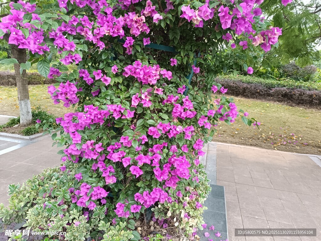 绽放的紫色三角梅景观