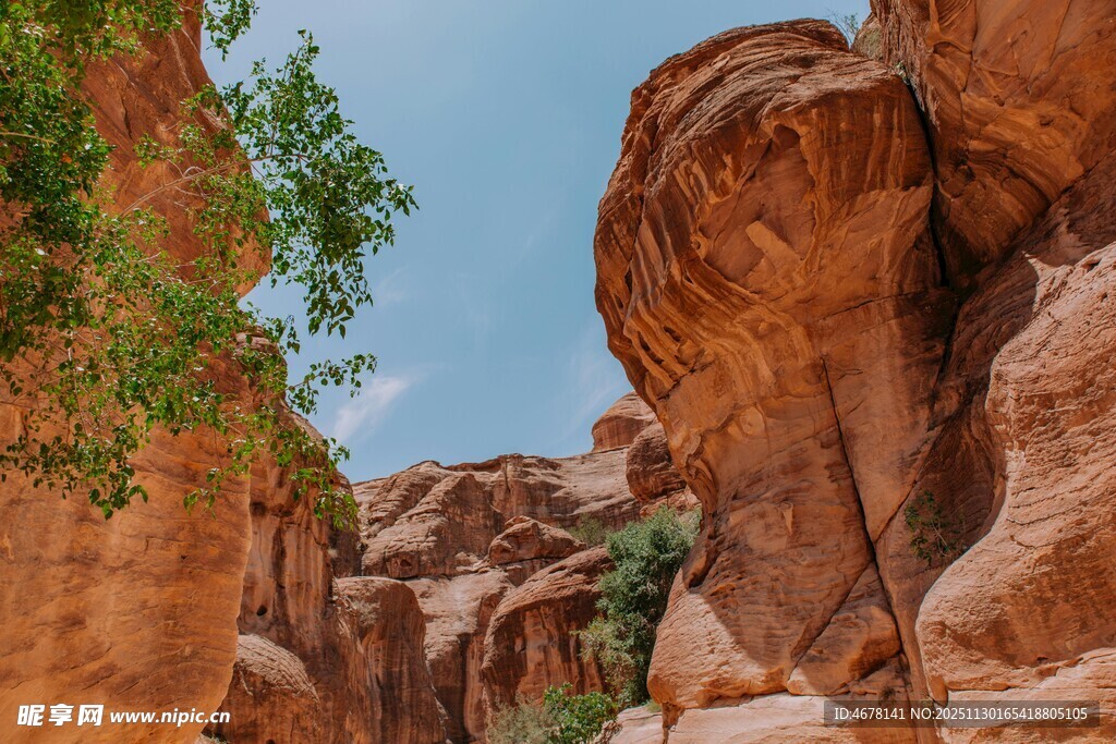 峡谷红岩间的绿意生机